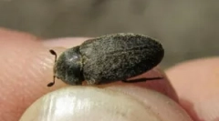 Beethe шкіра: опис та методи боротьби